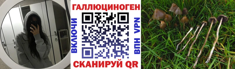 Галлюциногенные грибы Psilocybe Покров